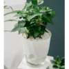 Lazy Hydroponic Flower Pot 15